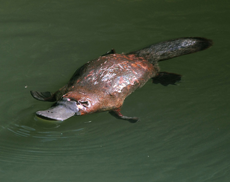 platypus-in-water.jpg